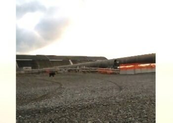 Grosso Cinghiale avvistato in spiaggia a Punta Alice Cirò Marina – VIDEO