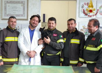 Incendio appartamento a Cirò Marina: i Vigili del Fuoco salvano un cane con massaggio cardiaco, poi affidato alle cure del Veterinario Bruno