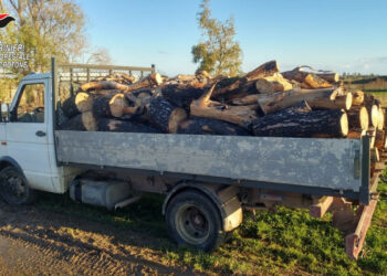 Isola Capo Rizzuto: Sorpreso mentre ruba legna nella Pineta di Sovereto