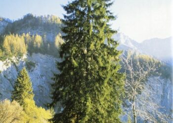 L’Albero di Natale arriva in piazza a Cirò Marina