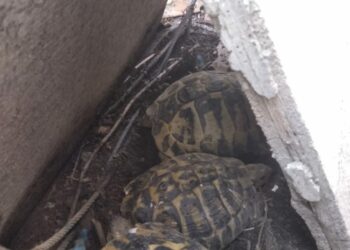 Rinvenute quattro tartarughe detenute illegalmente in un abitazione a Rocca di Neto, denunciato