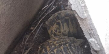Rinvenute quattro tartarughe detenute illegalmente in un abitazione a Rocca di Neto, denunciato