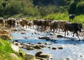 Coldiretti Calabria la transumanza è patrimonio dell’umanità emblema della montagna e delle zone interne