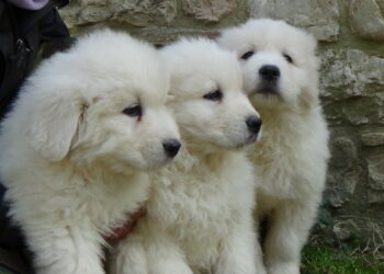 Wolfnet Calabria, ecco i guardiani della Sila: Legambiente consegna 20 cuccioli di pastore maremmano abruzzese a tutela degli allevamenti