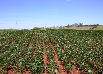 Oltre 46 Milioni di Euro erogati agli agricoltori calabresi, la somma si aggiunge ai 33 milioni di euro erogati la settimana scorsa