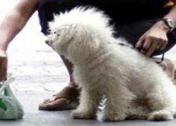 Crotone: Non raccolgono le deiezioni canine, multati dalla Polizia Locale