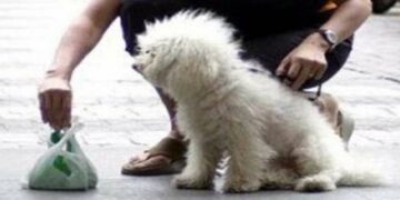 Crotone: Non raccolgono le deiezioni canine, multati dalla Polizia Locale