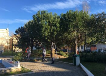 Al via i lavori di potatura su tutte le aree verdi del centro abitato di Cirò Marina