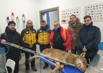 La favola del Lupo della Sila salvato dagli uomini