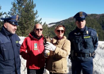 Uno splendido Falco pellegrino torna a volare nei cieli della Sila