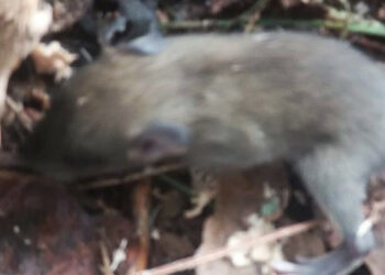 Rinvenuti cuccioli di Ghiro nel territorio di Cirò