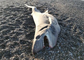 Rinvenuto Squalo sulla spiaggia di Punta Alice a Cirò Marina