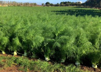 Coldiretti, Aceto: manca l’acqua per l’irrigazione dei finocchi nel crotonese
