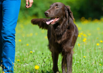 Crotone: diversi proprietari di cani privi del kit per le deiezioni canine, multati dalla Polizia Locale