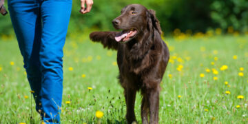 Crotone: diversi proprietari di cani privi del kit per le deiezioni canine, multati dalla Polizia Locale