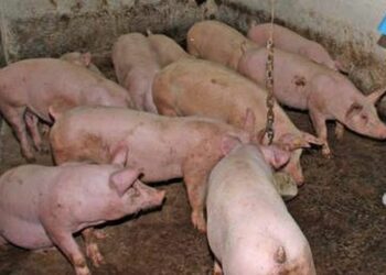 Coldiretti: con le frontiere colabrodo peste suina in agguato subito etichetta . Pericolo per i nostri allevamenti e salumi DOP