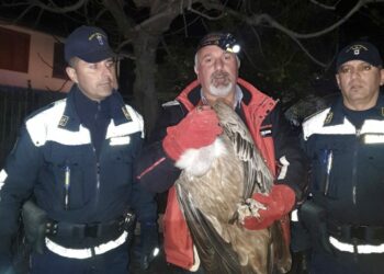 Avvoltoio “grifone” salvato dalla Polizia Provinciale a Diamante
