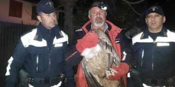 Avvoltoio “grifone” salvato dalla Polizia Provinciale a Diamante