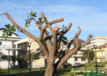 Cirò Marina: Capitozzatura selvaggia del Ficus robusta nella villetta comunale di Via Roma