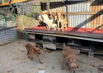 Crotone: Scoperti cani tenuti illegalmente in una struttura abusiva, denunciato
