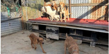 Crotone: Scoperti cani tenuti illegalmente in una struttura abusiva, denunciato