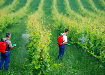 Glisofate. Confagricoltura, Statti: “Anche gli Usa escludono pericolo per l’uomo. Ora rivedere il divieto”