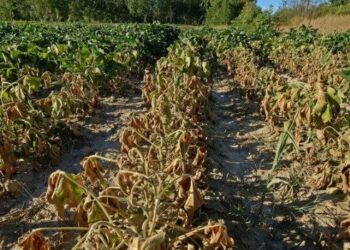 Ingente siccità, più danni del coronavirus. A rischio colture intera sibaritide