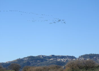 Le Gru sono tornate sui cieli del cirotano