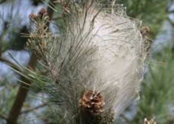 Pini della Sila attaccati dalla processionaria, è allarme