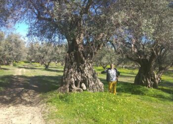 Valorizzare gli alberi millenari,  iniziativa  dell’associazione “La Valle del Re” di Mesoraca