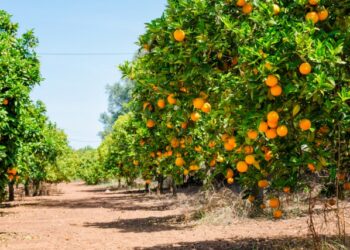 Inverno senza piogge, è crisi nella sibaritide