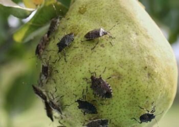 Gli agricoltori calabresi preouccupati: l’invasione della cimice killer asiatica arrivata dall’Oriente, al nord Italia ha fatto strage nei campi coltivati