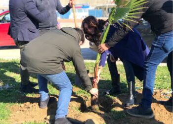 Arriva anche a Cirò Marina l’iniziativa di Italia Viva “un albero per ogni iscritto”