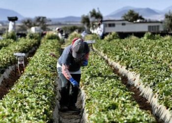 Braccianti, Regione chiede a Governo di cambiare modalità di liquidazione