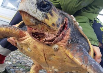 Cirò Marina, WWF Crotone: Tartaruga rimane incastrata in una rete, salvata dal naturalista Mario Pucci