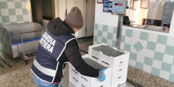 Cirò Marina: pescava “bianchetto” nonostante le direttive anti contagio, beccato con 60kg e multa di 4000 euro