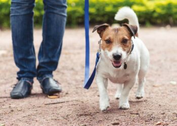 Coronavirus: Se torno da una passeggiata con il mio cane devo pulirgli le zampe?