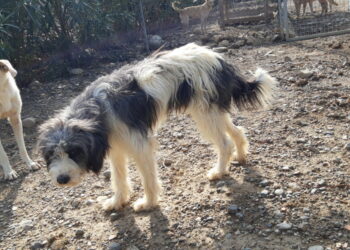 Coronavirus: il decreto del governo blocca le adozioni dei cani, in difficoltà l’Oasi Argo di Cirò Marina