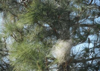 Crotone: allarme Processionaria negli alberi della Vai Islanda, gravi forme allergiche ai residenti