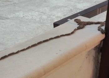 Crotone: allarme Processionaria negli alberi della Vai Islanda, gravi forme allergiche ai residenti