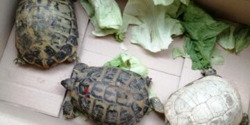 Deteneva illegalmente tre tartarughe protette e due vipere, denunciato il detentore