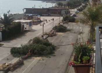 Disastro ambientale a Montegiordano: Sindaco fa abbattere 115 meravigliosi pini secolari