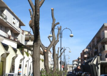La LIPU interviene sulla potatura “capitozzatura” degli alberi nel territorio di Cirò Marina