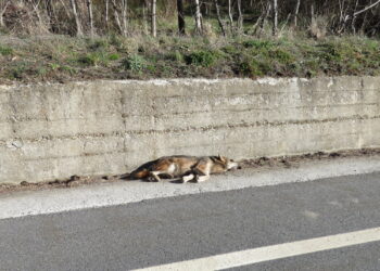 Trovato un lupo morto sulla Sila lungo la SS107
