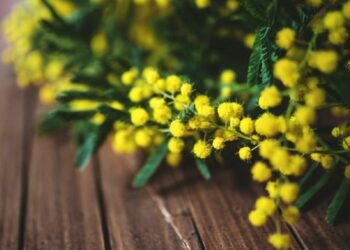 Coronavirsu: nel rispetto misure emanate dal ministero, ieri Festa della donna annullata a Cirò Marina