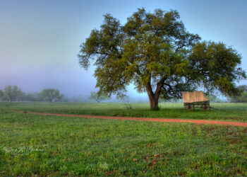 Coronavirus, misure urgenti per il comparto agricolo calabrese: Cia-Agricoltori Italiani stima perdite complessive per oltre il 40%
