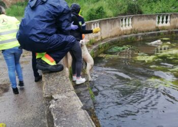 Cani caduti nella fontana della Villa Comunale di Isola Capo Rizzuto: salvati dal Coc, dalle Guardie Ecozoofile e dalla Prociv