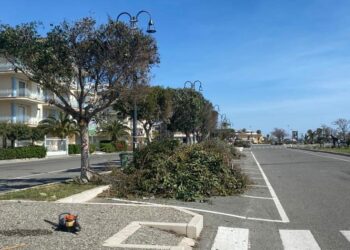Cirò Marina: completati i lavori di potatura sul tratto del lungomare Torrenova