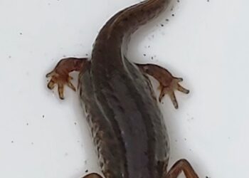 Cirò: esemplare del raro Tritone italico ritrovato nelle campagne cirotane