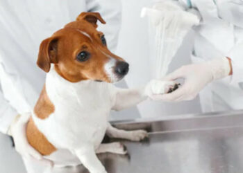 Coronavirus: cani ustionati con la candeggina e gatti in coma etilico, i veterinari mettono in guardia contro la disinfezione degli animali